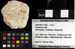 Foto (Objket + Etiketten) von Decapoda indet. 